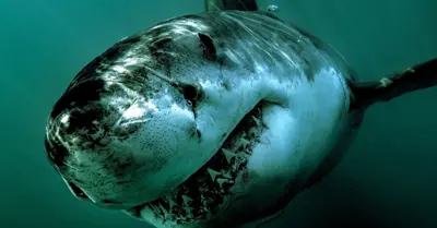 Largest Great White Shark on Record Is Swimming Towards a Tourist Hotspot